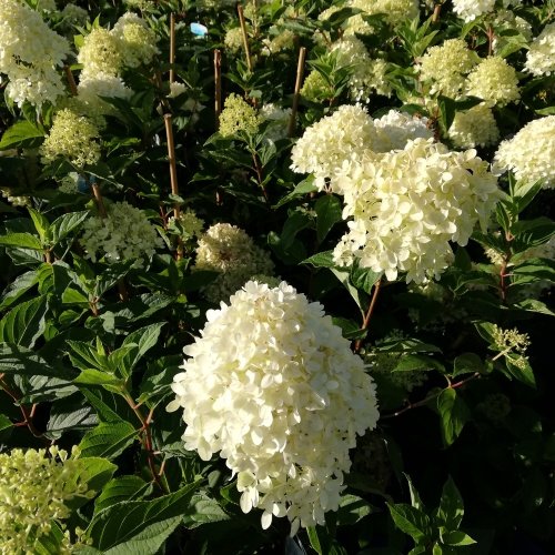 Hortenzia metlinatá Living Cotton Cream®, Hydrangea paniculata, 40 - 60 ...