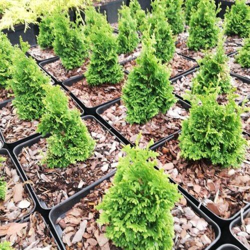 Tuja západná Spiralis Mini, Thuja occidentalis 20 - 25 cm, kont. 3l ...