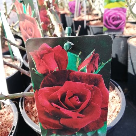 Veľkokvetá ruža - červená, kmeň 100 cm, kont. 3l