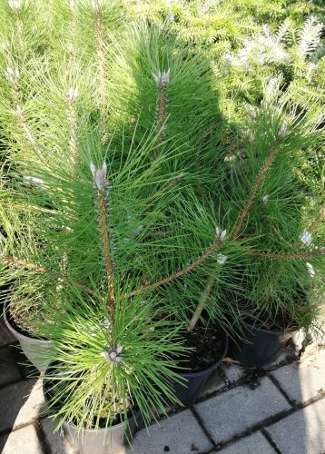 Borovica čierna, Pinus nigra subsp. nigra 40 - 50 cm, kont. 3l