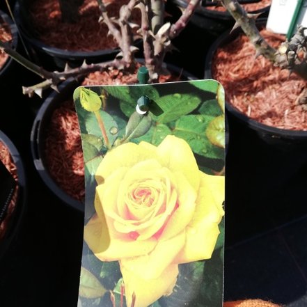 Veľkokvetá ruža - žltá, kont. 3l