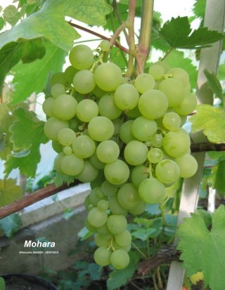Vinič hroznorodý Mohara, Vitis vinifera, kontajnerovaná sadenica 1l