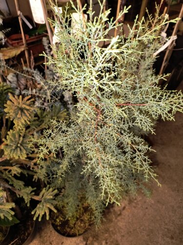 Cyprus portugalský, Cupressus lusitanica, 120/130, kont. 3L