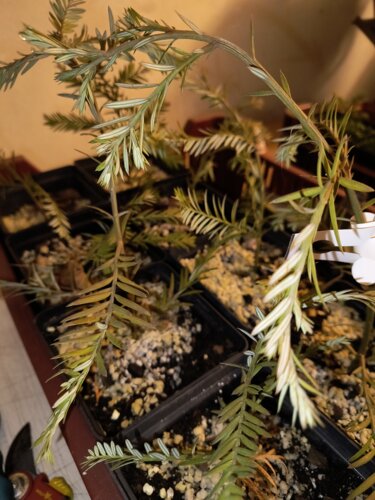 Sekvoja vždyzelená, Sequoia sempervirens, + 20 cm, kont 1l