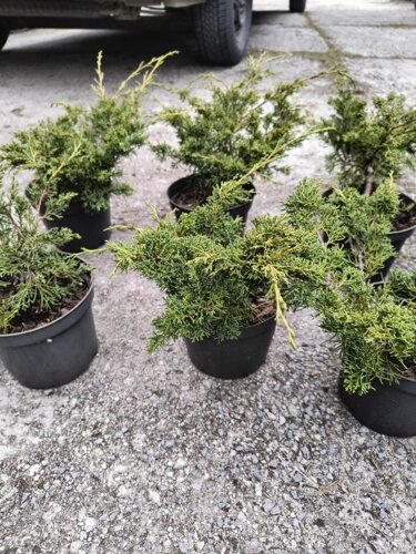 Borievka čínska Shimpaku, Juniperus chinensis 20 - 40 cm, kont. 3l