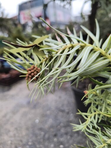 Ostrolistec čínsky Glauca, Cunninghamia lanceolata, kont. 3l, 40 - 50 cm