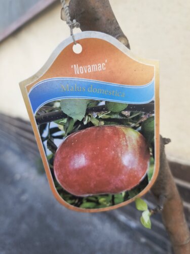 Jabloň domáca Novamac, Malus domestica 150 - 190 cm, kont. 5 l