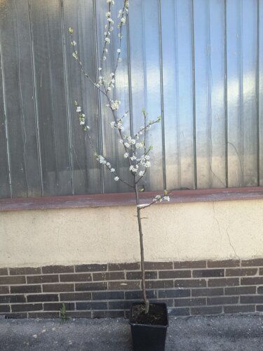 Slivka domáca Čačanská Lepotica, Prunus domestica 130 - 150 cm, kont. 3,5 l