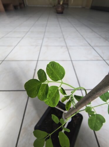 Moringa olejodárna (Moringa), kont.