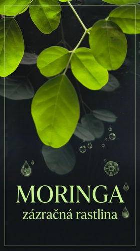 Moringa olejodárna (Moringa), kont.