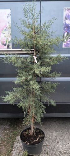 Cyprus portugalský, Cupressus lusitanica, +130, kont. 8L