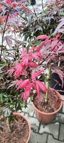 Javor dlaňovitolistý Shaina, Acer palmatum , 70 – 100 cm, kontajner C 10