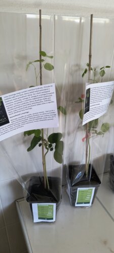 Moringa olejodárna (Moringa), kont.