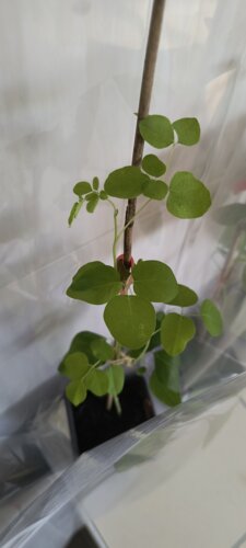 Moringa olejodárna (Moringa), kont.
