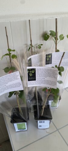 Moringa olejodárna (Moringa), kont.