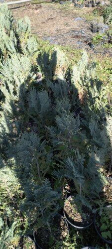 Cypruštek Lawsonov Alumi, Chamaecyparis lawsoniana, 30 - 60 cm, kont. 3l