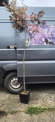Arónia, Aronia x arbutifolia, Brillian kont. 5l, kmeň +150 cm