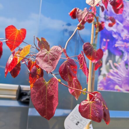 Judášovec kanadský Ruby Falls, Cercis canadensis, + 140  cm, kontajner 3l
