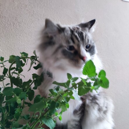 Kocúrnik záhradný Nepeta x faassenii, kont. P9