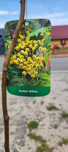 Jarabina vtáčia, Sunshine, Sorbus aucuparia, +140 cm, kontajner 5l