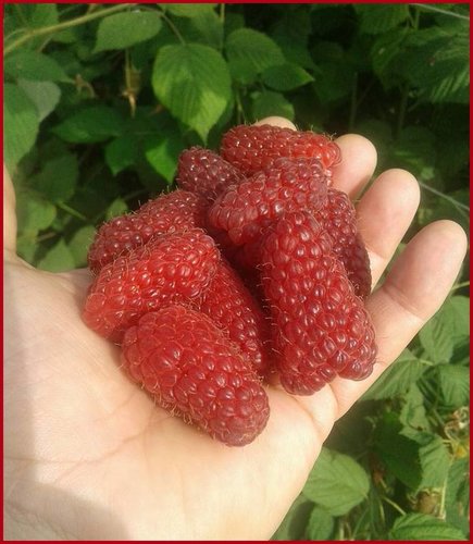 Malina Przehyba, Rubus idaeus 20 - 30 cm kontajner 1 l