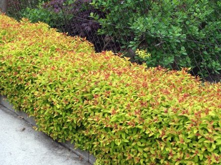 Tavoľa  Goldflame, Spiraea x bumalda, kontajner 2l. výška 20 cm