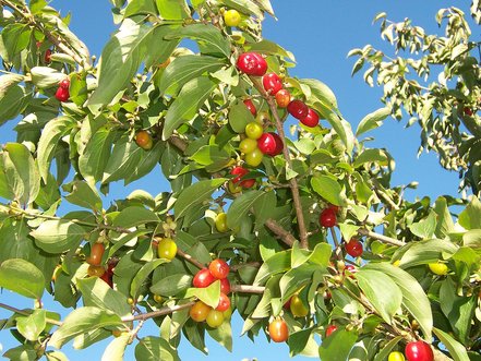 Drieň obyčajný, Cornus mas, 40 – 50 cm, kontajner 2l