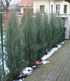 Borievka skalná Blue Arrow, Juniperus scopulorum, 40 - 60 cm, kont. 3l