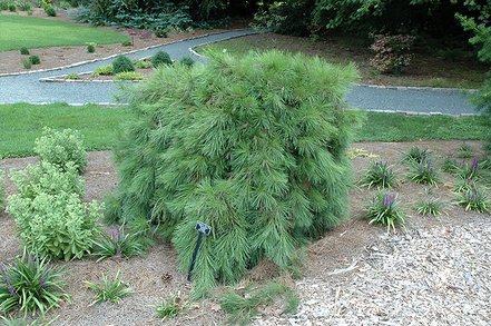 Borovica hustokvetá Pendula, Pinus densiflora, 35 - 50 cm, kont. 5l