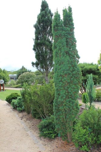 Tis japonský Columnaris, Taxus cuspidata, 40 - 60 cm, kont. 3l