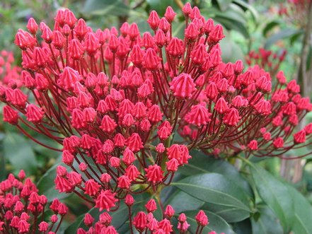 Kalmia širokolistá Beacon, Kalmia latifolia, kontajner 2l