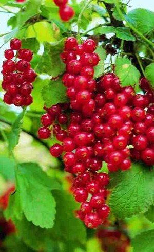 Ríbezľa červená Jonkheer van Tets, Ribes rubrum kon. 2,5l
