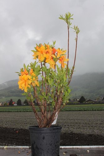 Azalka Csardas Azalea 40 - 60 cm. kont. 4l