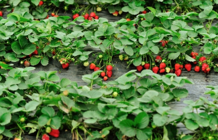 Jahoda veľkoplodá Dukat, FRAGARIA × GRANDIFLORA, 10 zakorenených kusov
