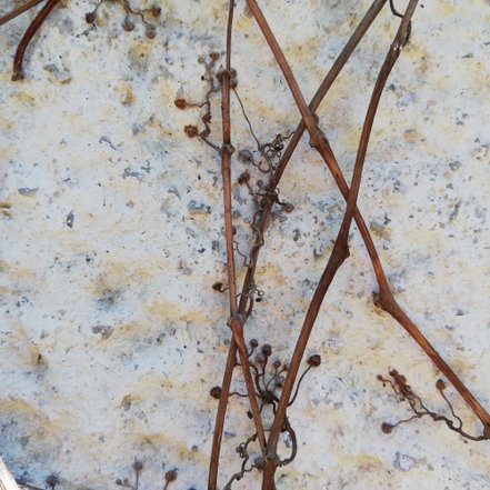 Pavinič trojlaločný Veitchii, Parthenocissus tricuspidata,  30 - 40 cm, kont. 3l