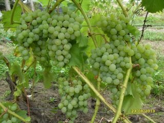 Vinič hroznorodý Europlevjen, Vitis vinifera, kontajnerovaná sadenica 1 l