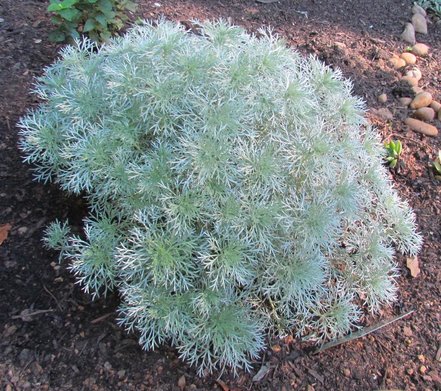 Artemisia Silver Mound, Artemisia schmidtiana, kontajner 2l