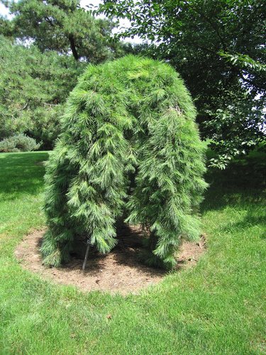 Borovica hustokvetá Pendula, Pinus densiflora, 35 - 50 cm, kont. 5l