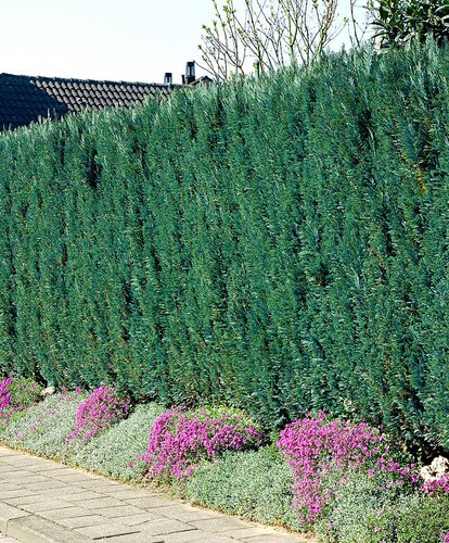 Cypruštek lawsonov Columnaris, Chamaecyparis lawsoniana, 40 - 60 cm, kont. 3l