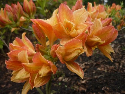 Azalka Csardas Azalea 40 - 60 cm. kont. 4l
