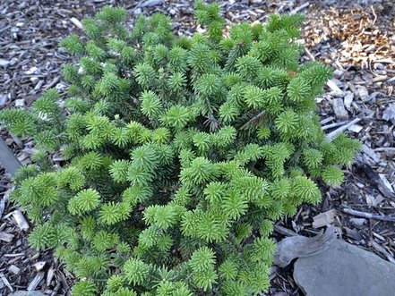 Jedľa balzamová Picolo ,Abies balsamea, 10 - 15 cm, kont. 3l
