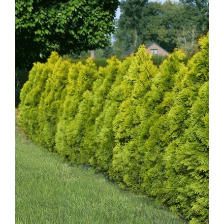 Tuja západná Golden Brabant, Thuja occidentalis 60 - 70 cm, kont. 3l