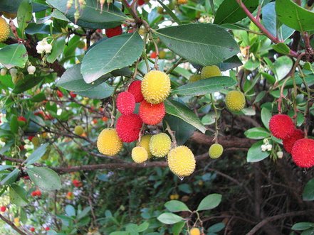 Jahodovec obyčajný, Arbutus unedo, 50 – 60 cm, kontajner 3l