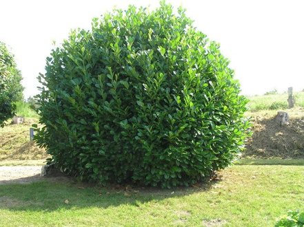 Vavrínovec lekársky Rotundifolia, Prunus laurocerasus, 15 – 20 cm, kontajner 2l