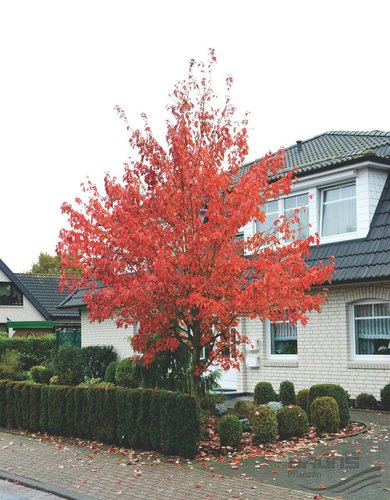 Javor červený Red Sunset, Acer rubrum, 100 – 120 cm, kontajner 5l