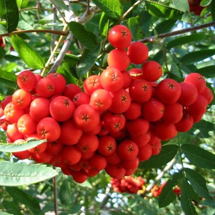 Jarabina vtáčia Alaja Krupnaja ,Sorbus aucuparia, 150 – 170 cm, kontajner 5l