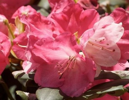 Rododendron Andrea, Rhododendron, 30 - 50 cm, kont. 5l