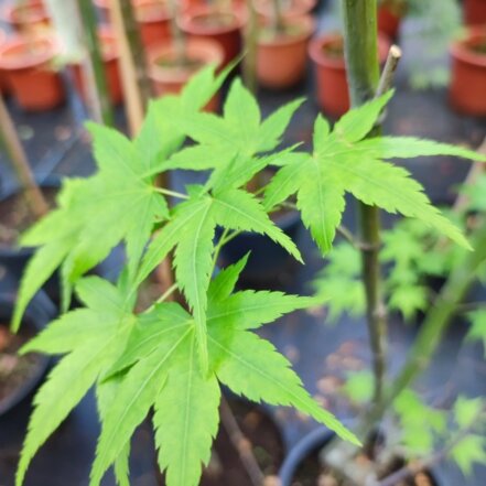 Javor dlaňovitolistý Aoyagi , Acer palmatum , kmeň + 160 cm, kontajner C 4