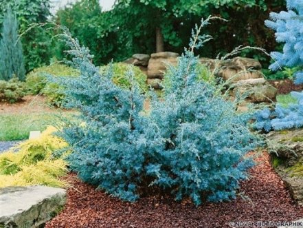 Borievka čínska Blue Alps,	Juniperus chinensis 40 - 50 cm, kont. 3l