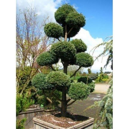 Borievka čínska Blue Alps,	Juniperus chinensis 40 - 50 cm, kont. 3l